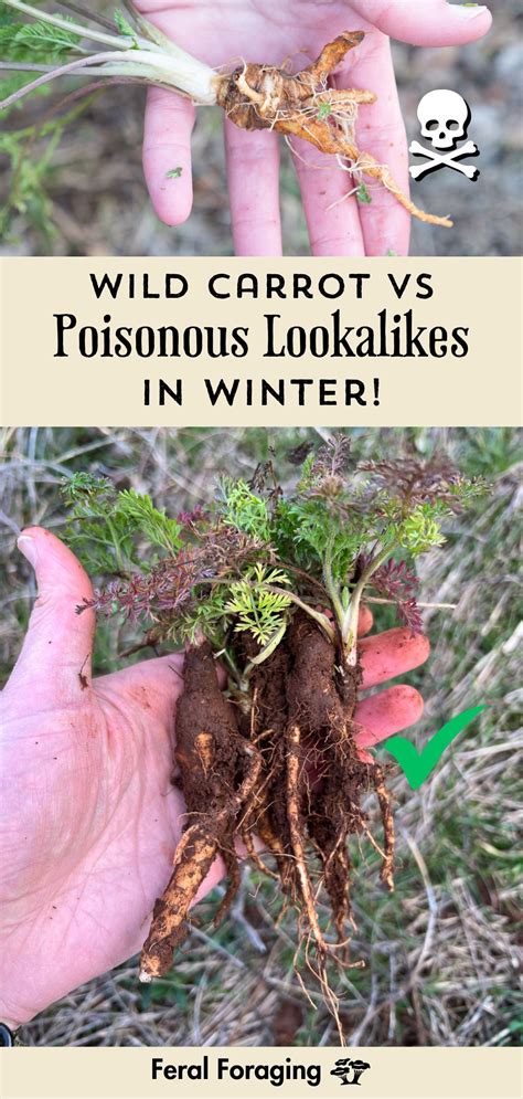 Wild Carrot vs Poisonous Lookalikes in Winter! in 2025 | How to plant carrots, Carrot flowers ...