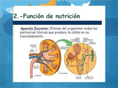 Las Funciones Vitales De Los Seres Vivos | Seres vivos, Videos ...