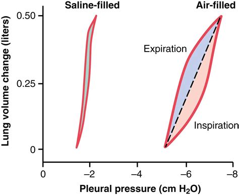 Pulmonary Ventilation - Clinical Tree