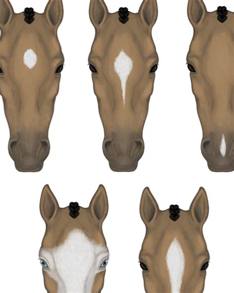 Odd Horse Face Markings File:Arabheadshotalpha.jpg Wikimedia Commons