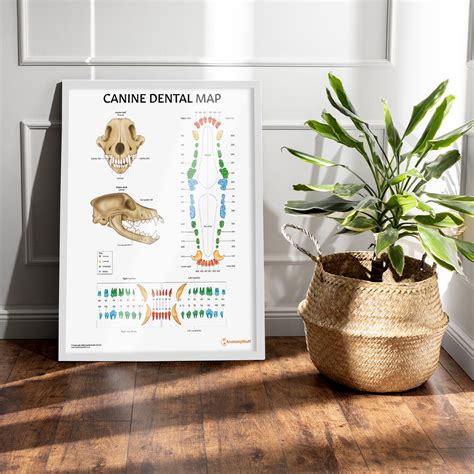 Canine Dental Map Poster | Dog Teeth Anatomy Chart – AnatomyStuff