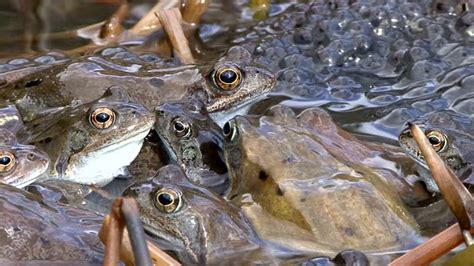 Image result for Frog Splits Stretch Tutorial