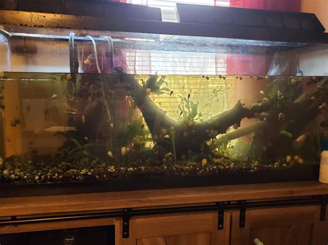 Pet Snail Tank 的图像结果