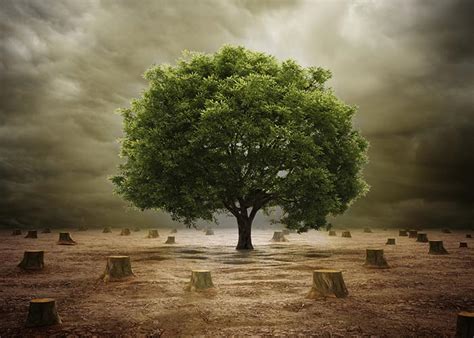 पेड़ लगाओं देश बचाओं हिंदी निबंध – hindiviralpost