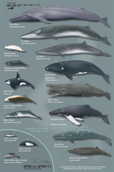 Blue whale vs killer whale size - ionsery