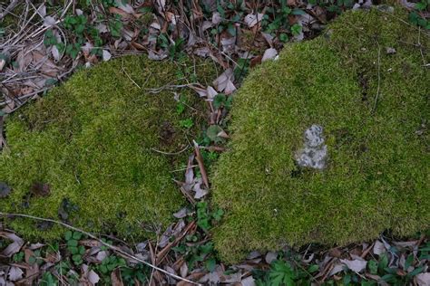 Moss On Rocks Free Stock Photo - Public Domain Pictures