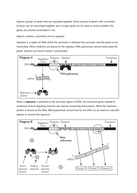 Control Of Gene Expression In Prokaryotes Pogil Key – Alles, was Sie ...