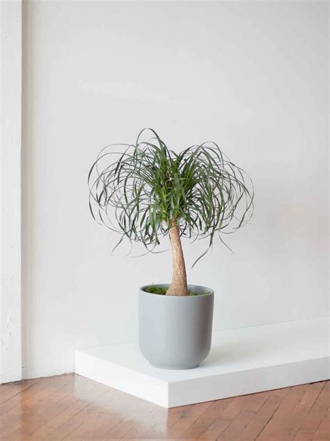 Ponytail Palm Plant Pruning Ponytail Palm Care Guide