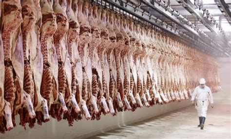 Image result for Beef Processing Systems