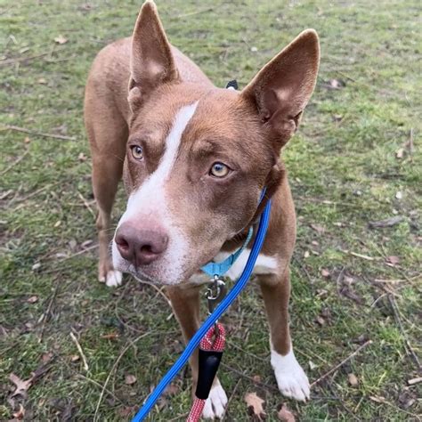 April is almost away. May you share your home with an adoptable pet ...