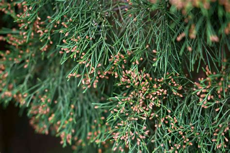 Eastern Red Cedar Tree