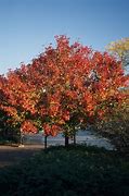 Image result for Autumn Blaze Pear Tree