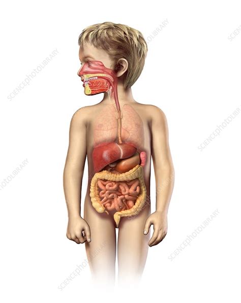 Image result for Child Digestive System