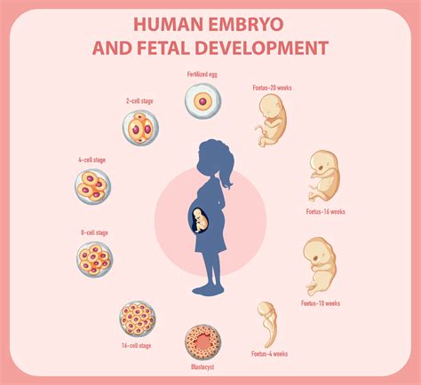Image result for Process of Human Embryonic Development