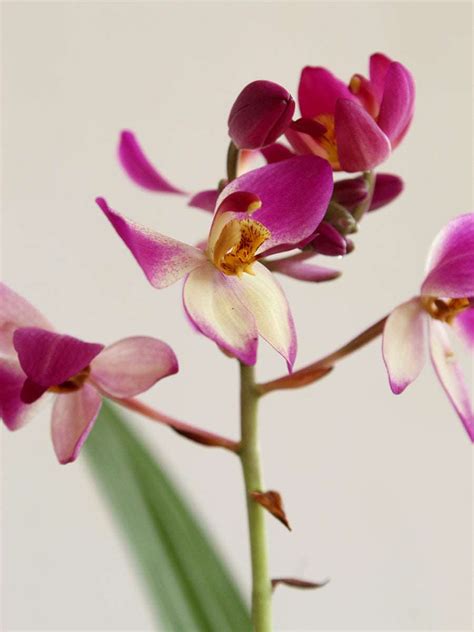 Ground Orchid Purple White (X-Large) – Greenkin