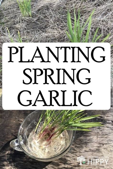 Image result for Planting Spring Garlic