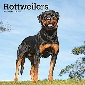 Buy Rottweilers 2020 Square Wall Calendar Book Online at Low Prices in ...