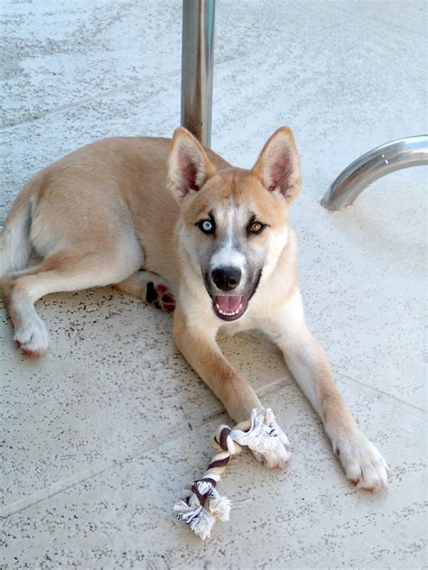 Good Dog Food Brands For German Shepherd Husky Mix at Marcus Vanhoose blog