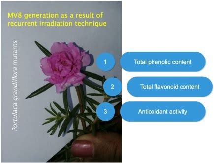 Total phenolic, flavonoid contents, and antioxidant activity of three ...