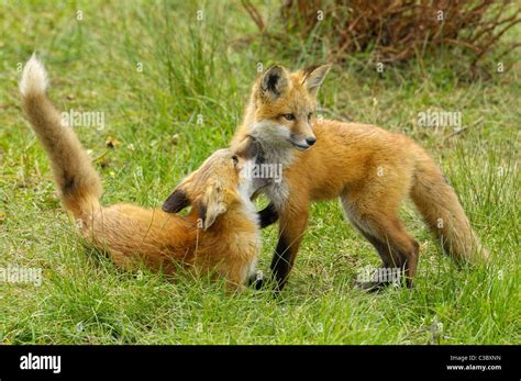 One Fox And Two Babies: A Glimpse Into Wild Parenting And Language ...