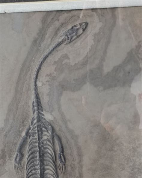 Shenzhen Paleontology Museum - ATUALIZADO 2021 O que saber antes de ir ...