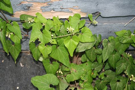 Types Of Clinging Vines