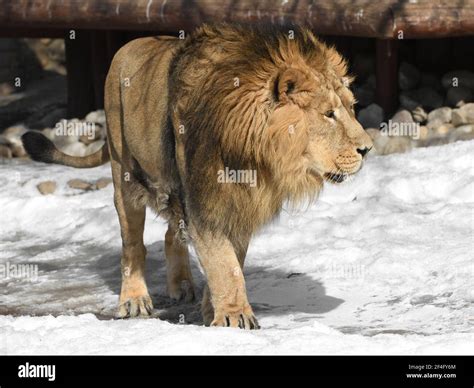 Asiatic lion in snow hi-res stock photography and images - Alamy