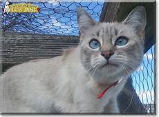 ragdoll mix lila siamese ragdoll mix april 10 2016 ragdoll mix lila siamese ragdoll mix april 10 2016