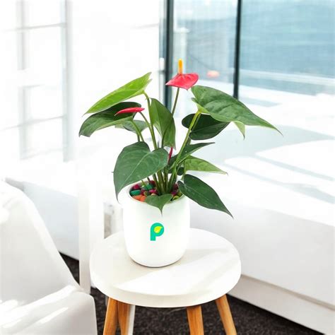 Buy Anthurium Red Plant in White Ceramic Planter Cylindrical @ Best Price