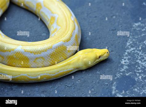 Image result for Albino Python Snake