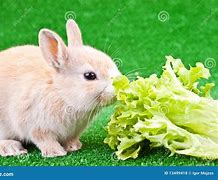 Image result for Cute White Baby Bunny Cartoon