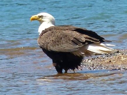 Sly Park Recreation Area (SPRA) / Jenkinson Lake | El Dorado Irrigation ...