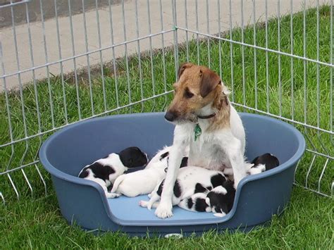 Jack Russel Terrier Welpen in | Tiere | Kleinanzeigen