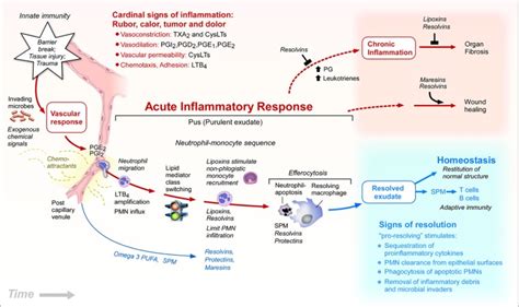 Image result for Inflammation Reaction