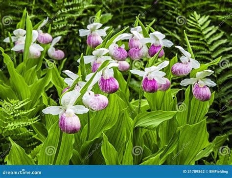 Lady slipper orchids stock photo. Image of growing, plant - 31789862