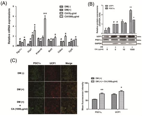 Bitter Orange (Citrus aurantium Linné) Improves Obesity by Regulating ...