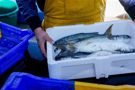 CÔTÉ FISH EXPÉRIENCE (2025) All You Need to Know BEFORE You Go (with ...