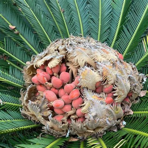 Growing Sago Palm Seeds: How To Plant Sago Palm Seed