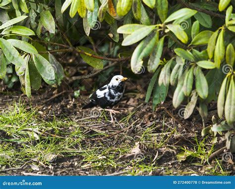 Black and White Blackbird Under a Winter Tree in Burnley Northern England Stock Photo - Image of ...