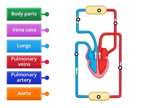 Image result for Explain Double Circulation in Simple From