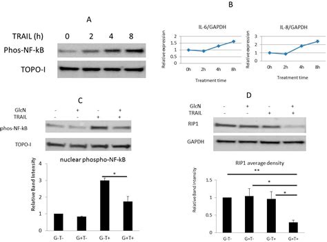 Glucosamine Enhances TRAIL-Induced Apoptosis in the Prostate Cancer ...