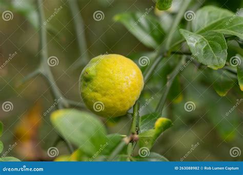 Trifoliate Orange Poncirus Trifoliata Ripe Yellow Fruit Stock Photo ...