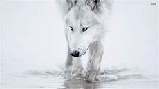 White Wolf Wallpaper 1920x1080 by Wolf Wallpapers 1920x1080 Wallpaper Cave White Wolf Wallpaper 1920x1080