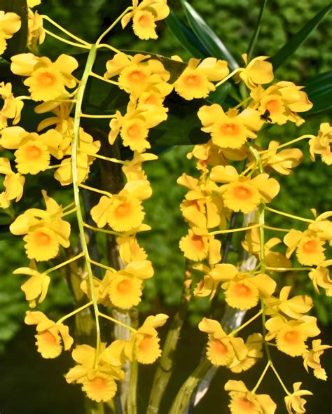 Dendrobium Orchid Chrysotoxum Species Without Flowers Size Plant