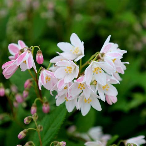 Spring Flowering Shrubs Pink