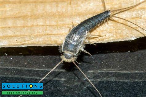Why Silverfish Are in Your Home (and How to Get Rid of Them)
