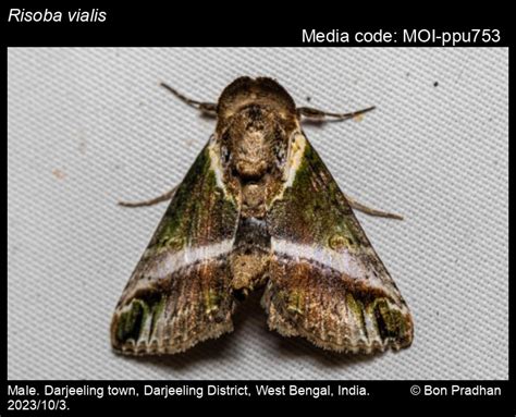 Risoba vialis Moore, 1882 - | Moths