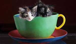 Image result for Cat in a Teacup