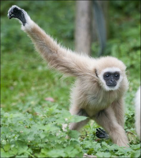 White Handed Gibbon