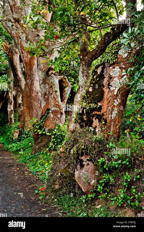 Image result for St. Helena Tree Felling